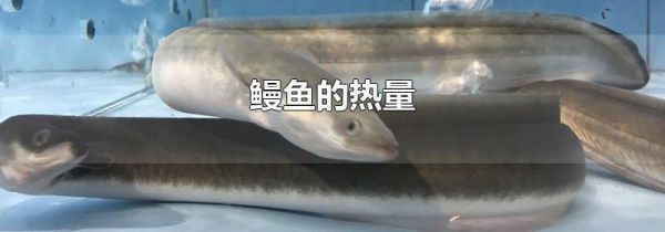 鳗鱼的热量