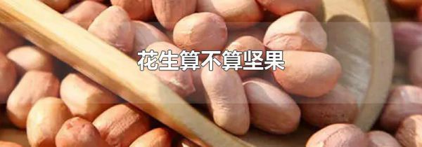 花生算不算坚果