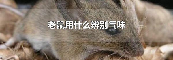 老鼠用什么辨别气味