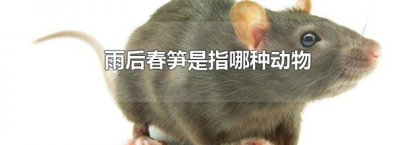 雨后春笋是指哪种动物