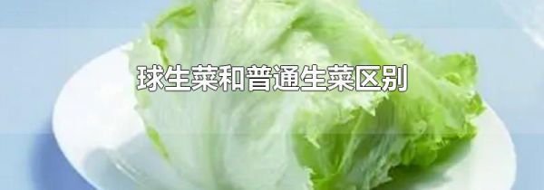 球生菜和普通生菜区别