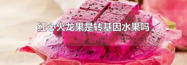 红心火龙果是转基因水果吗