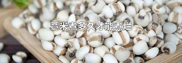 薏米煮多久才能煮烂