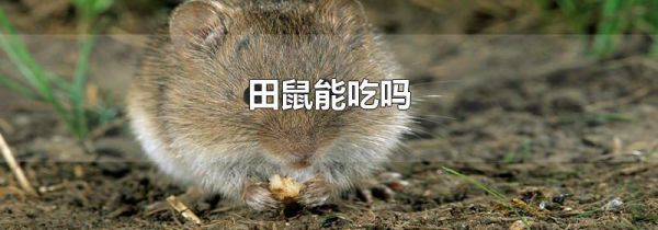 田鼠能吃吗
