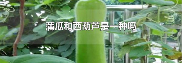 蒲瓜和西葫芦是一种吗