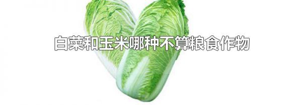 白菜和玉米哪种不算粮食作物