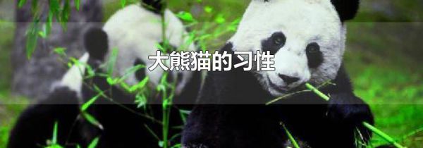 大熊猫的习性