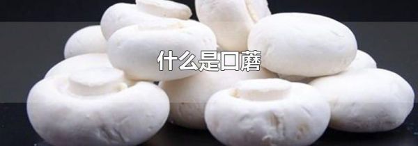什么是口蘑