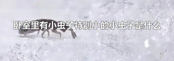 卧室里有小虫子特别小的小虫子是什么