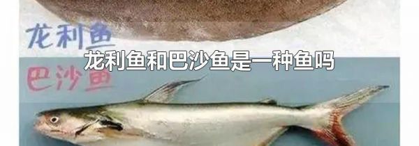 龙利鱼和巴沙鱼是一种鱼吗