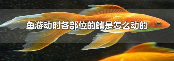 鱼游动时各部位的鳍是怎么动的