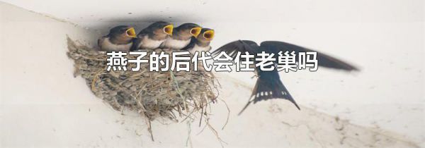燕子的后代会住老巢吗