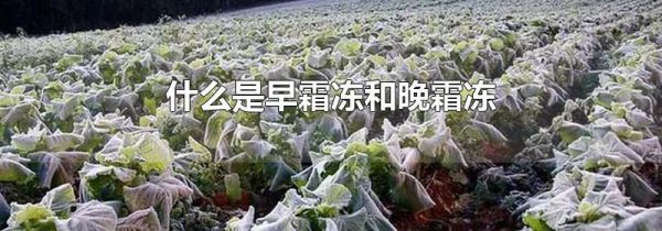 什么是早霜冻和晚霜冻