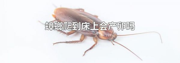 蟑螂爬到床上会产卵吗