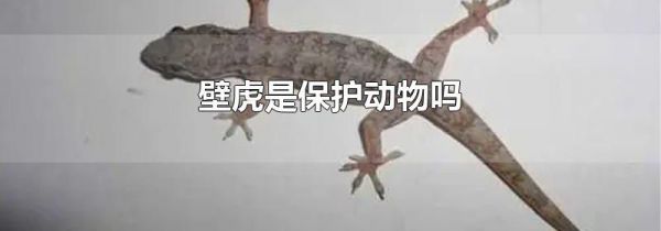 壁虎是保护动物吗