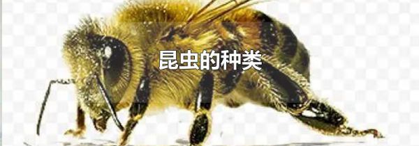 昆虫的种类