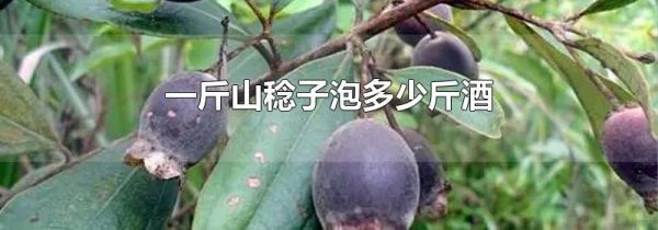一斤山稔子泡多少斤酒