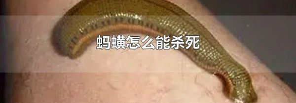 蚂蟥怎么能杀死