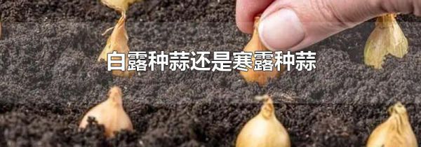 白露种蒜还是寒露种蒜