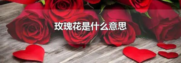 玫瑰花是什么意思