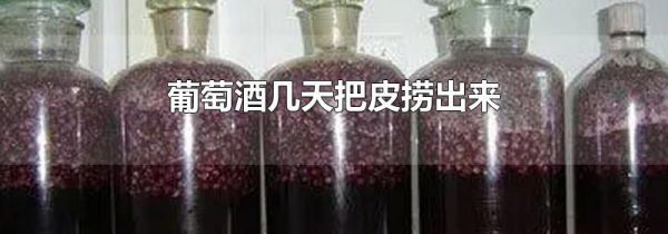 葡萄酒几天把皮捞出来