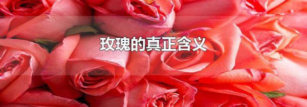 玫瑰的真正含义