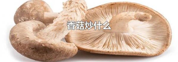 香菇炒什么