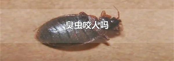 臭虫咬人吗