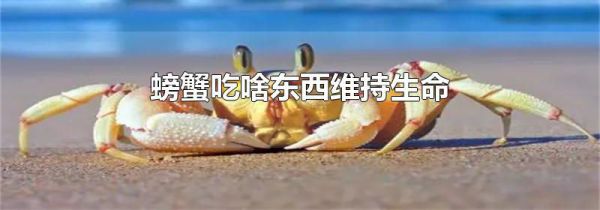 螃蟹吃啥东西维持生命