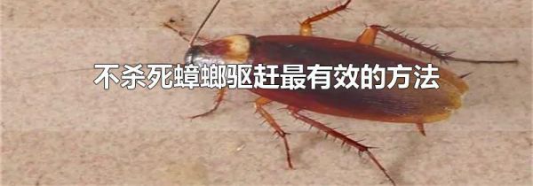 不杀死蟑螂驱赶最有效的方法