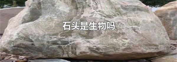 石头是生物吗