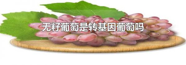 无籽葡萄是转基因葡萄吗
