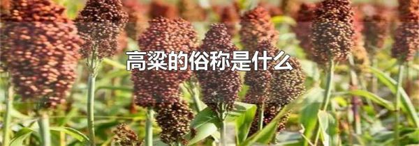 高粱的俗称是什么