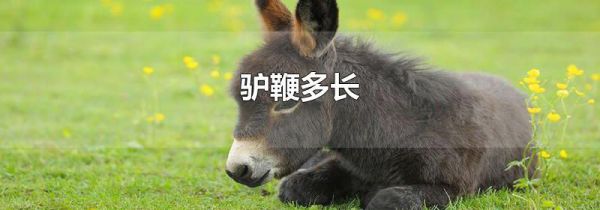 驴鞭多长
