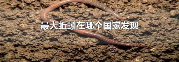 最大蚯蚓在哪个国家发现