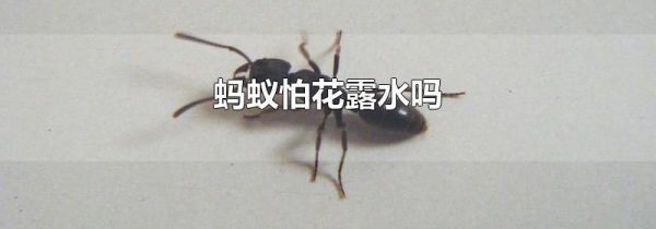 蚂蚁怕花露水吗