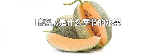 哈密瓜是什么季节的水果