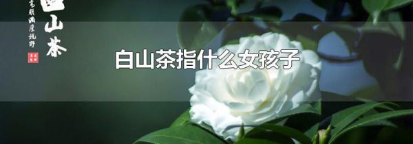 白山茶指什么女孩子