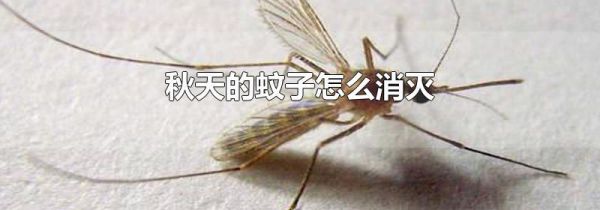 秋天的蚊子怎么消灭