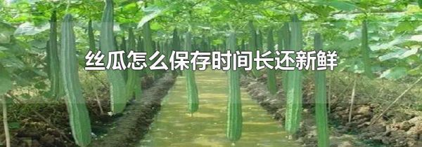 丝瓜怎么保存时间长还新鲜