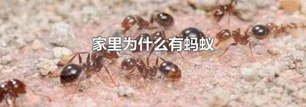 家里为什么有蚂蚁
