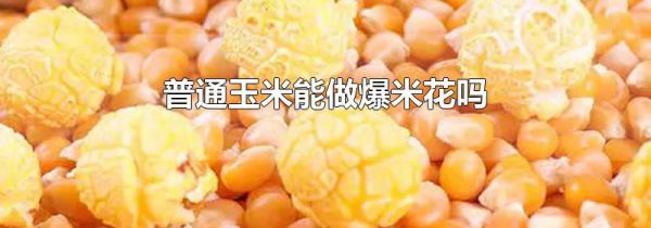 普通玉米能做爆米花吗