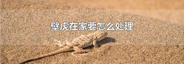 壁虎在家要怎么处理