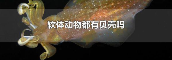 软体动物都有贝壳吗