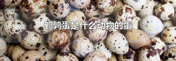 鹌鹑蛋是什么动物的蛋