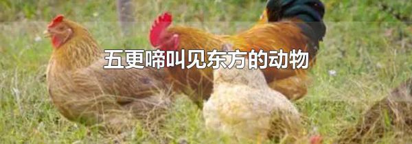五更啼叫见东方的动物