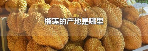 榴莲的产地是哪里