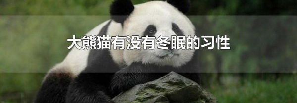 大熊猫有没有冬眠的习性