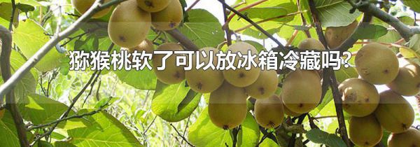 猕猴桃软了可以放冰箱冷藏吗?