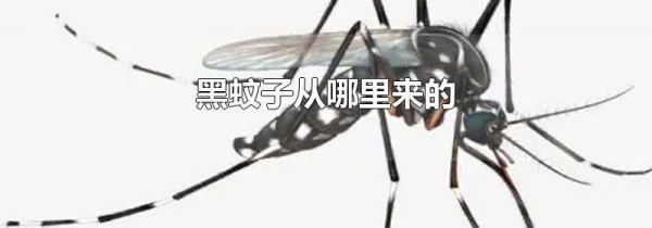 黑蚊子从哪里来的